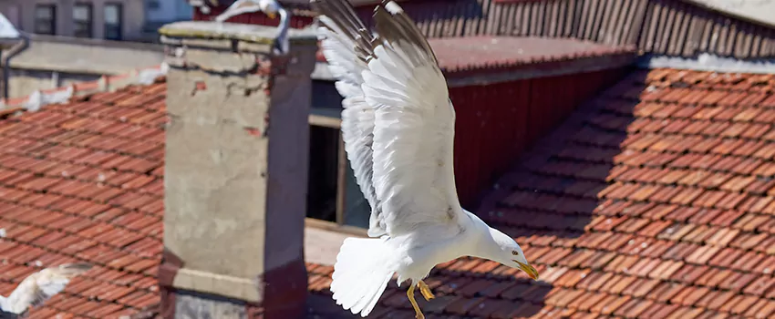 Residential Chimney Animal Removal Solution in Westbury, NY