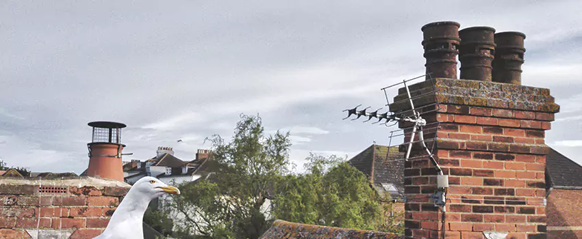 Chimney Cleaning And Restoration in Westbury, New York